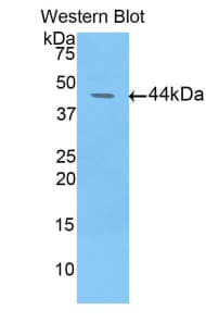 FBLN4 / EFEMP2 Antibody (aa17-169, APC, Cy7)