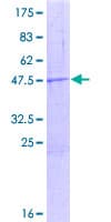 Human MTRF1 Protein (Recombinant GST)
