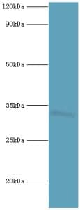 HOXB1 Antibody (aa35-180)