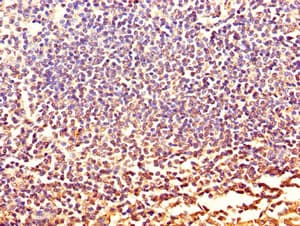 CXCR2 Antibody