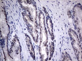 TIA-1 Antibody (clone OTI1D7)