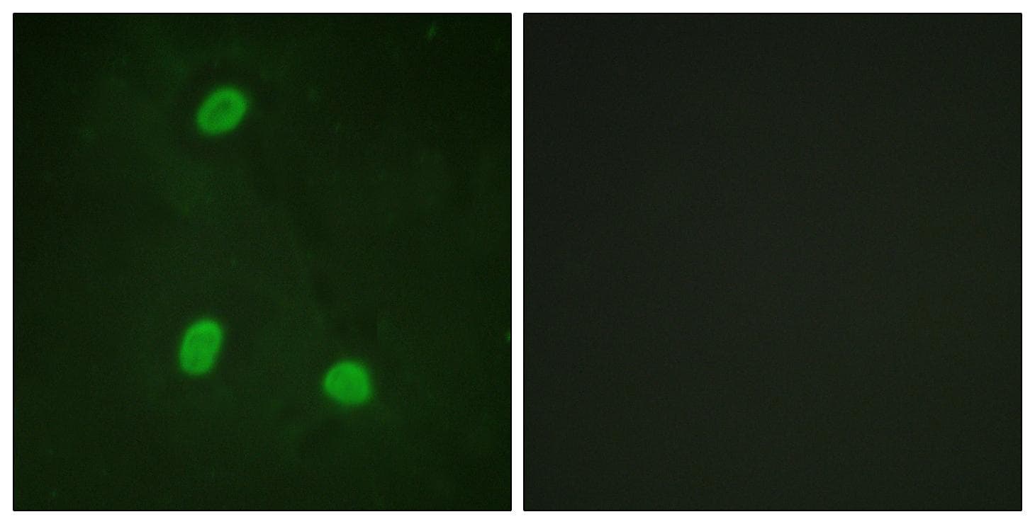 ZC3HC1 / NIPA Antibody (p354)
