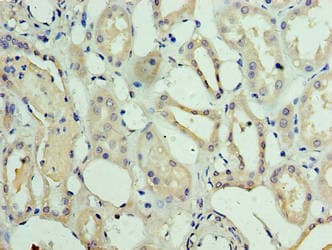 METRNL Antibody (aa46-311)