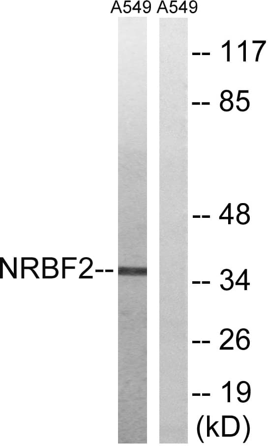 NRBF2 Antibody (aa140-189)