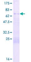 Human GPANK1 / G5 Protein (Recombinant GST)