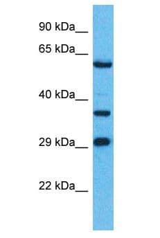 OR8H1 Antibody (aa251-300)