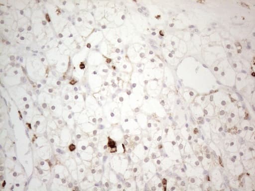 ITGAM / CD11b Antibody (clone OTI12C10)