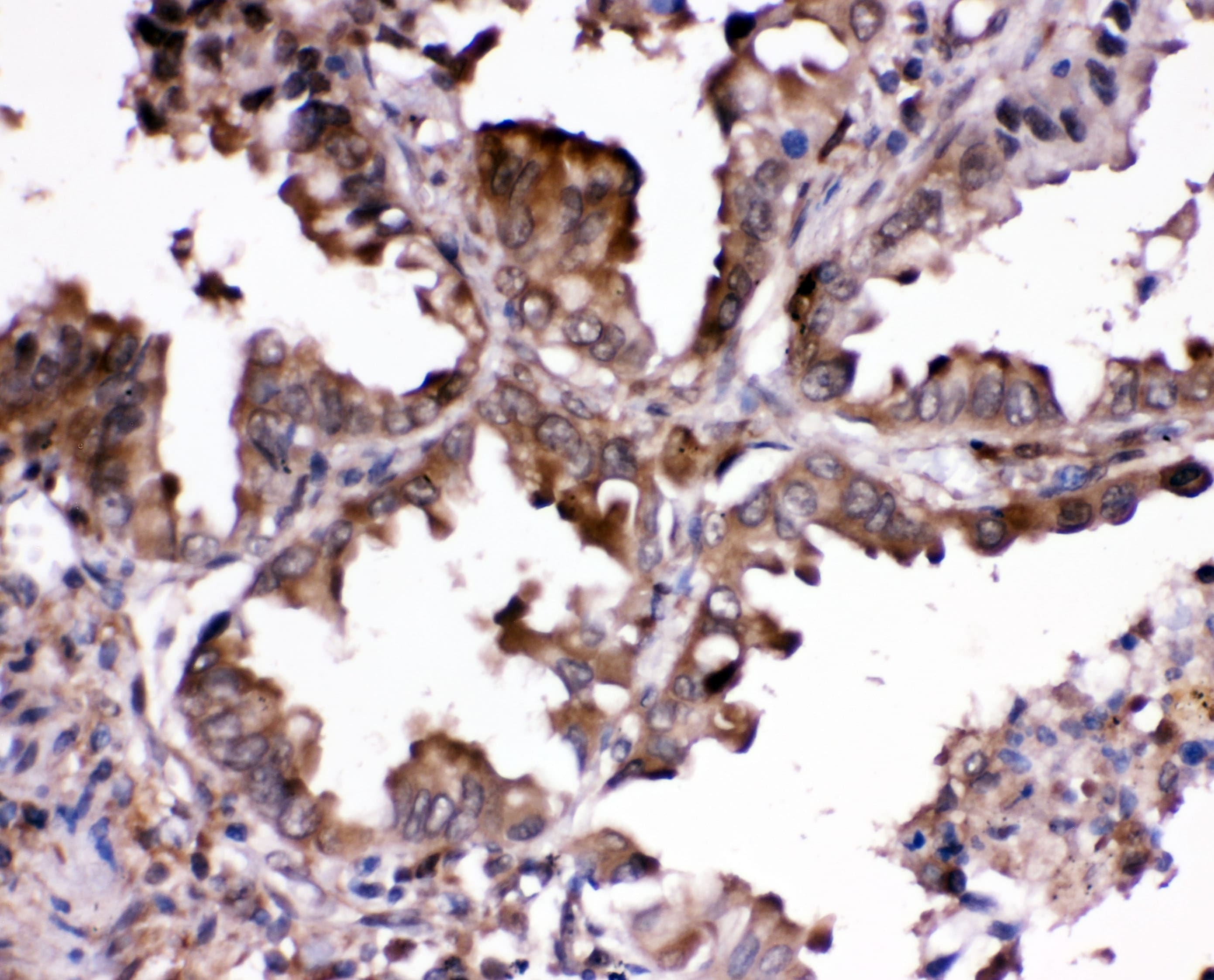 RNH1 Antibody (aa2-37)