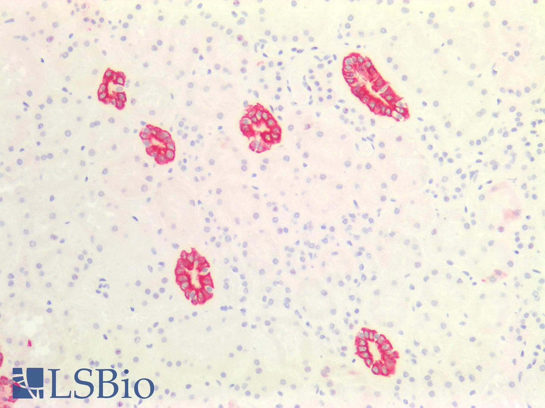 PathPlus™ Monoclonal Mouse anti-Human Acidic Cytokeratin AE1 Antibody (clone AE1, IHC)