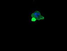 MDM4 / MDMX Antibody (clone OTI4B5)