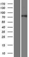 GOLGA5 Protein (Over-Expression Lysate Myc-DDK (Flag))