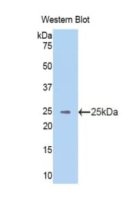 VAV3 Antibody (aa398-583)