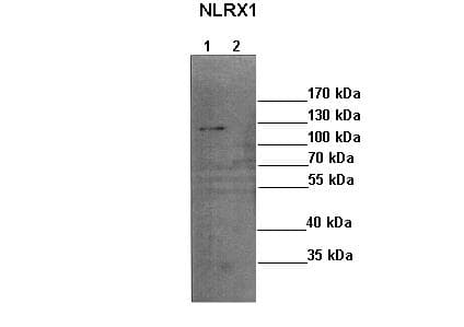 Polyclonal Rabbit anti-Human NLRX1 Antibody (aa248-297, WB)