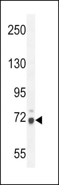 WDR76 Antibody (aa455-484)
