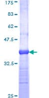 Human OPA1 Protein (Recombinant GST, N-terminus)