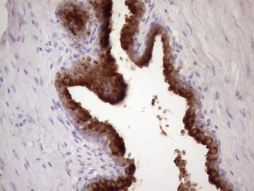Monoclonal Mouse anti-Human KLK3 / PSA Antibody (clone OTI2G8, Carrier-free, aa25-261, IHC, WB)
