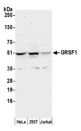 Polyclonal Rabbit anti-Human GRSF1 Antibody (aa325-375, WB)