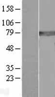 GCLC Protein (Over-Expression Lysate Myc-DDK (Flag))