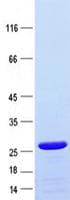 Human NLRX1 Protein (Recombinant ABP-His, N-terminus)