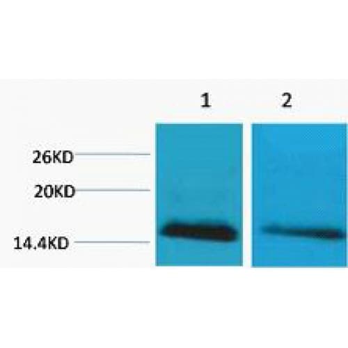 Histone H2B Antibody