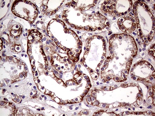 SEMA4D / Semaphorin 4D / CD100 Antibody (clone OTI6G1)