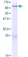 Human TTLL7 Protein (Recombinant GST)