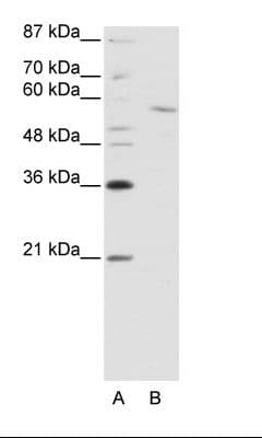 RCOR1 / COREST Antibody (C-Terminus)