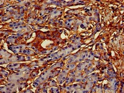 OASIS / CREB3L1 Antibody