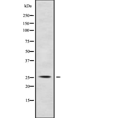 POLR3G Antibody