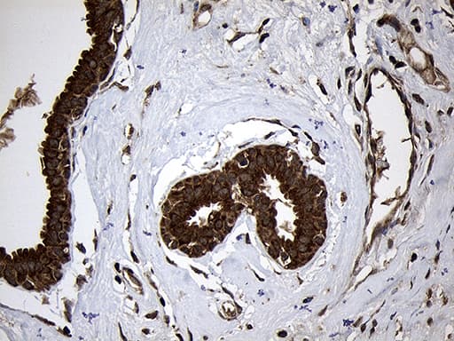 AIFM1 / AIF / PDCD8 Antibody (aa134-483, clone OTI4E6, Carrier-free)