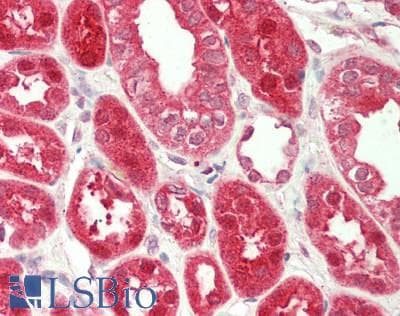 HYPE / FICD Antibody (C-Terminus)