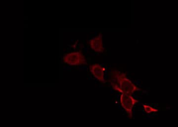 MRPL18 Antibody