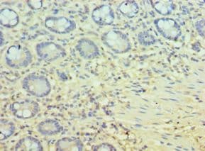 PPID / Cyclophilin D Antibody (aa161-370)