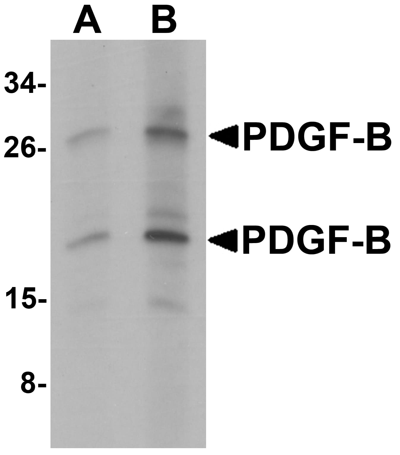 PDGF-BB Antibody