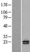 NCBP2 / CBP20 Protein (Over-Expression Lysate Myc-DDK (Flag))