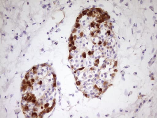 APOH / Apolipoprotein H Antibody (aa120-345, clone OTI4A11)