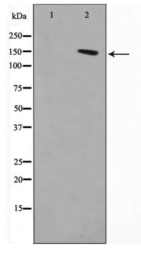 DGKD Antibody