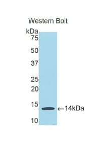 HLA-G Antibody (aa29-117)