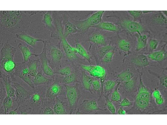 LDHA / LDH1 Antibody (Lyophilized)