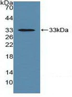 Basigin / Emmprin / CD147 Antibody (aa87-323, APC)