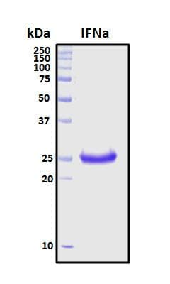 Pig IFNA / Interferon Alpha Protein (Recombinant His, N-Terminal)