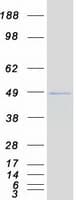 Human Requiem / DPF2 Protein (Recombinant Myc-DDK (Flag))