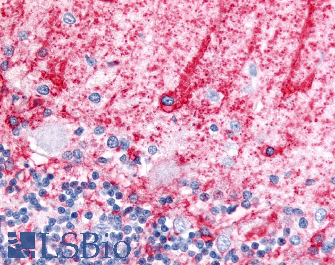 IHC-plus™ SLC1A3 / EAAT1 Antibody (Cytoplasmic Domain)