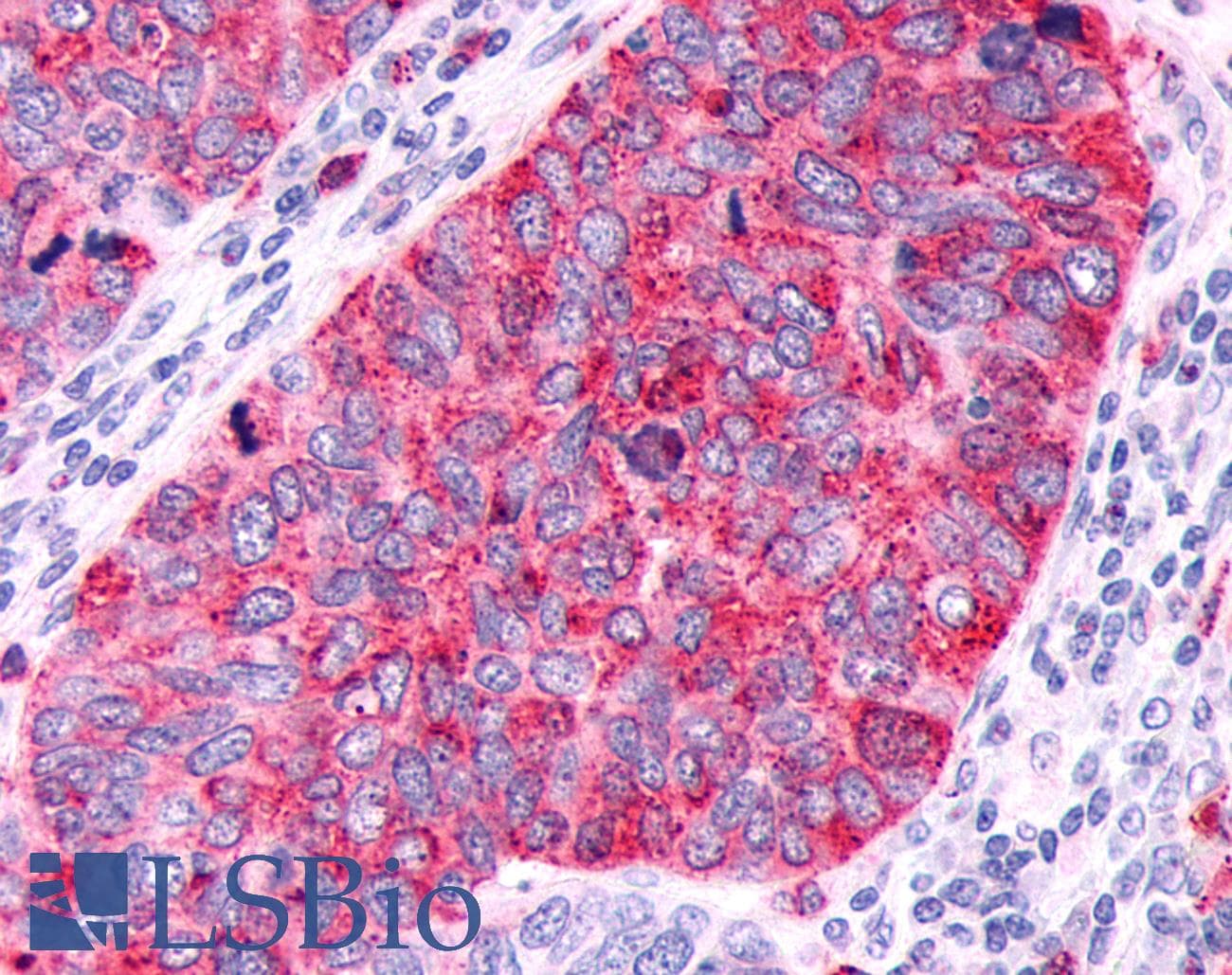 PathPlus™ GPR63 Antibody (C-Terminus)