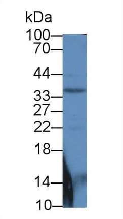SMAD6 Antibody (aa261-495, APC)