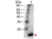 IL4 Antibody (HRP)