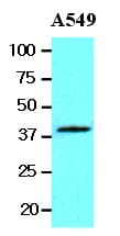 WNT3A Antibody (aa19-352, clone 3A6)