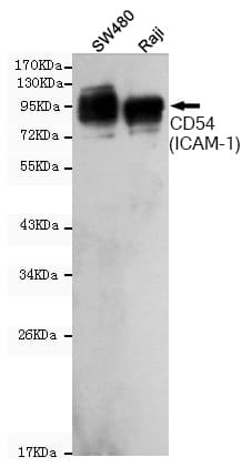 ICAM-1 / CD54 Antibody
