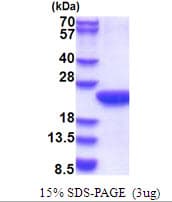 Human POLR2F Protein (Recombinant His)