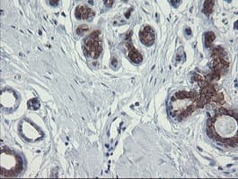 POLR3C Antibody (clone OTI2H1)